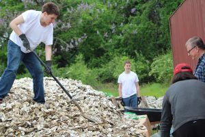 Image of young adult in white shirt and blue jeans shoveling oyster shells into a wheelbarrow.
