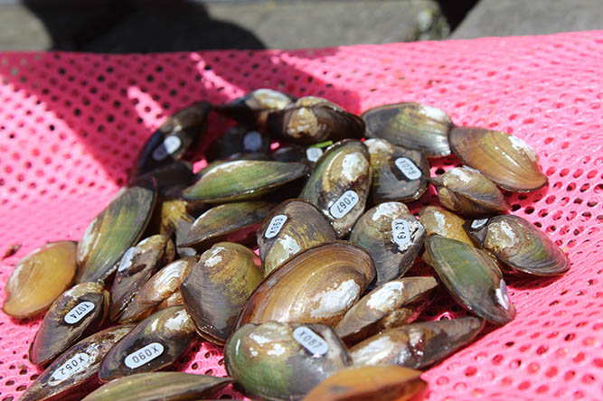 Mussels for Clean Water Initiative (MuCWI)