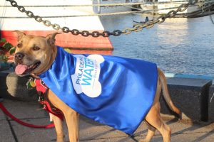 brown dog wearing blue cape outside