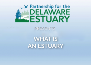 What is an Estuary