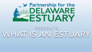What is an Estuary?