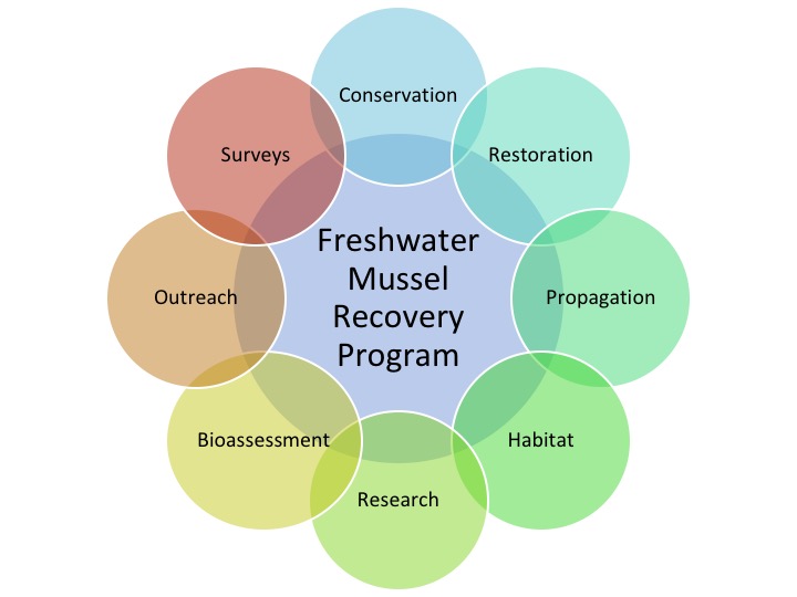 Freshwater Mussel Recovery Program (FMRP)