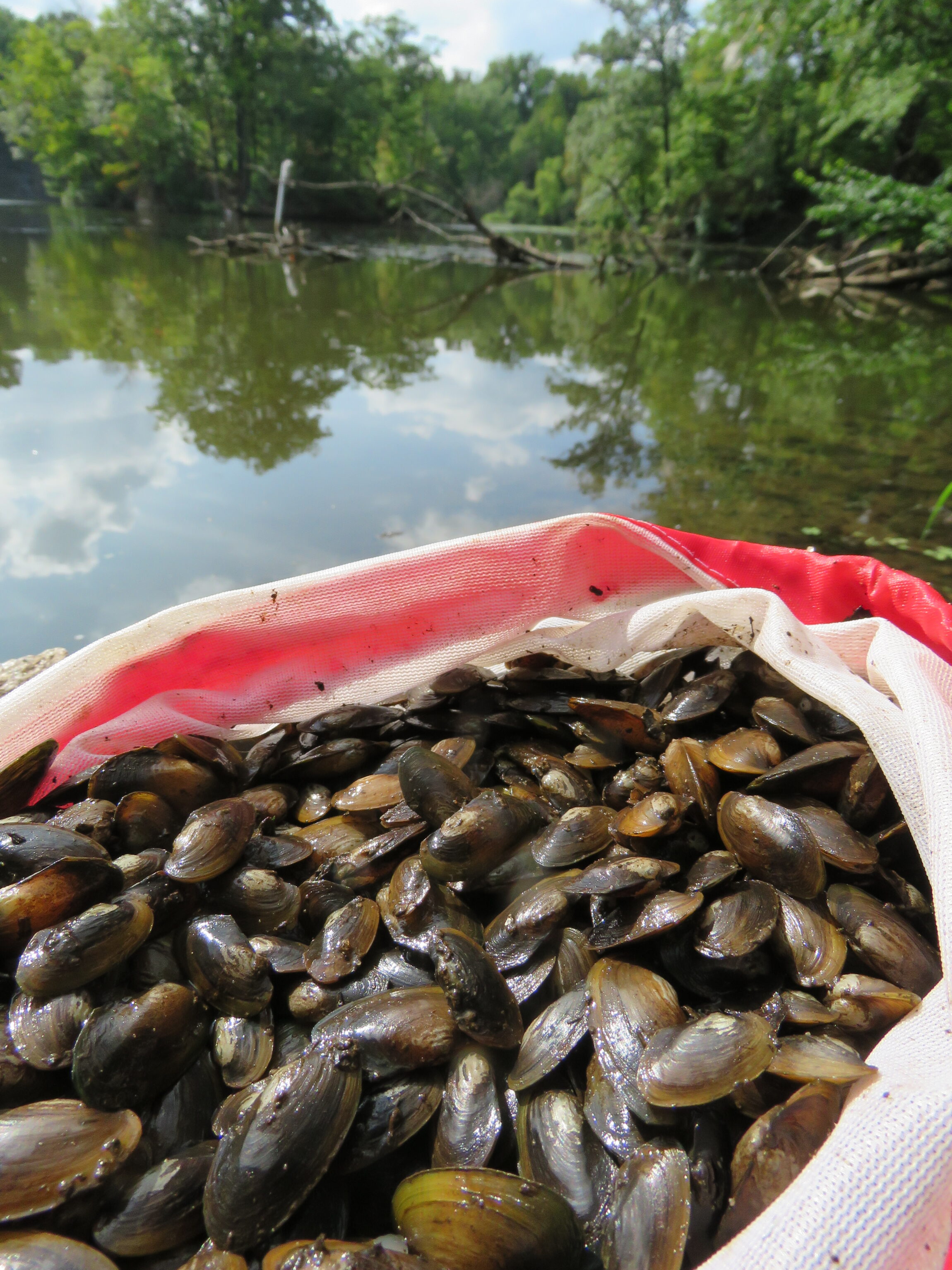 Bag of freshwater mussel