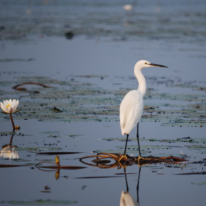 wetland and egret