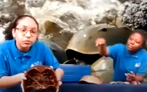 Scientists with a horseshoe crab