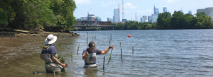 Living Shoreline, Bartram's Garden