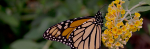 monarch butterfly