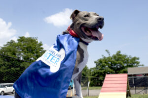 grey dog with a blue cape outside