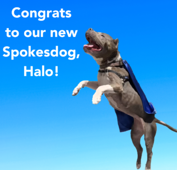 Photo of Congratulations, Halo! The new 2022 Clean Water Spokesdog.