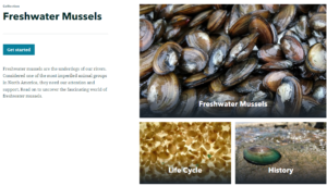 Photo of freshwater mussels