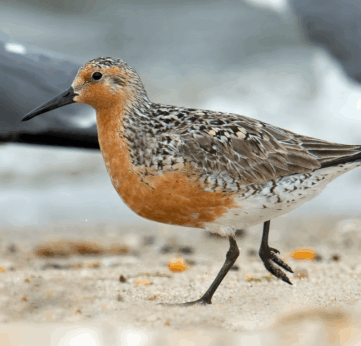 Photo of Red Knot Fest